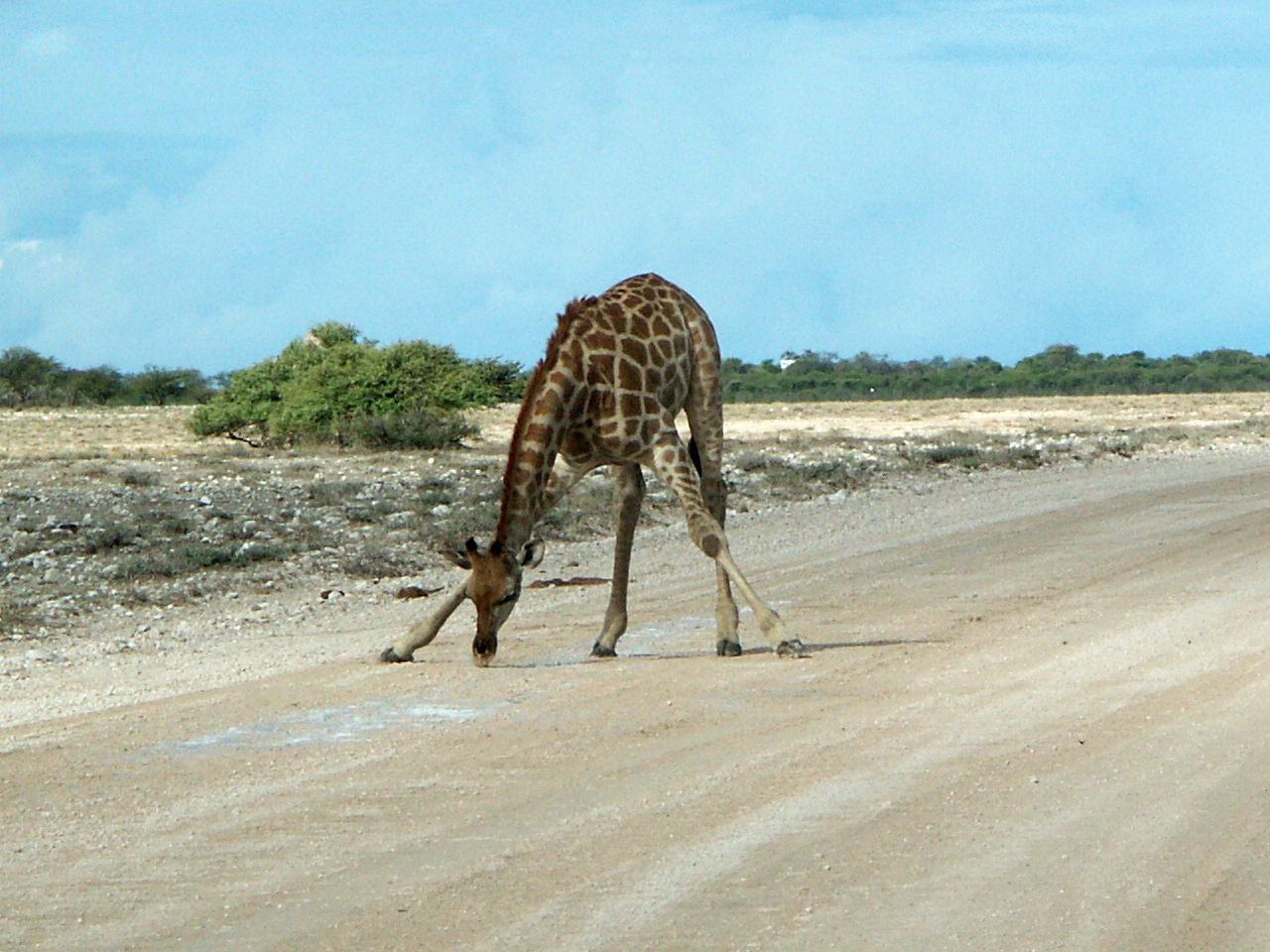 Giraffe beim Trinken