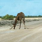 Giraffe beim Trinken