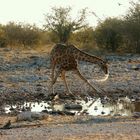 Giraffe beim Trinken