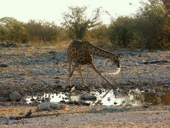 Giraffe beim Trinken