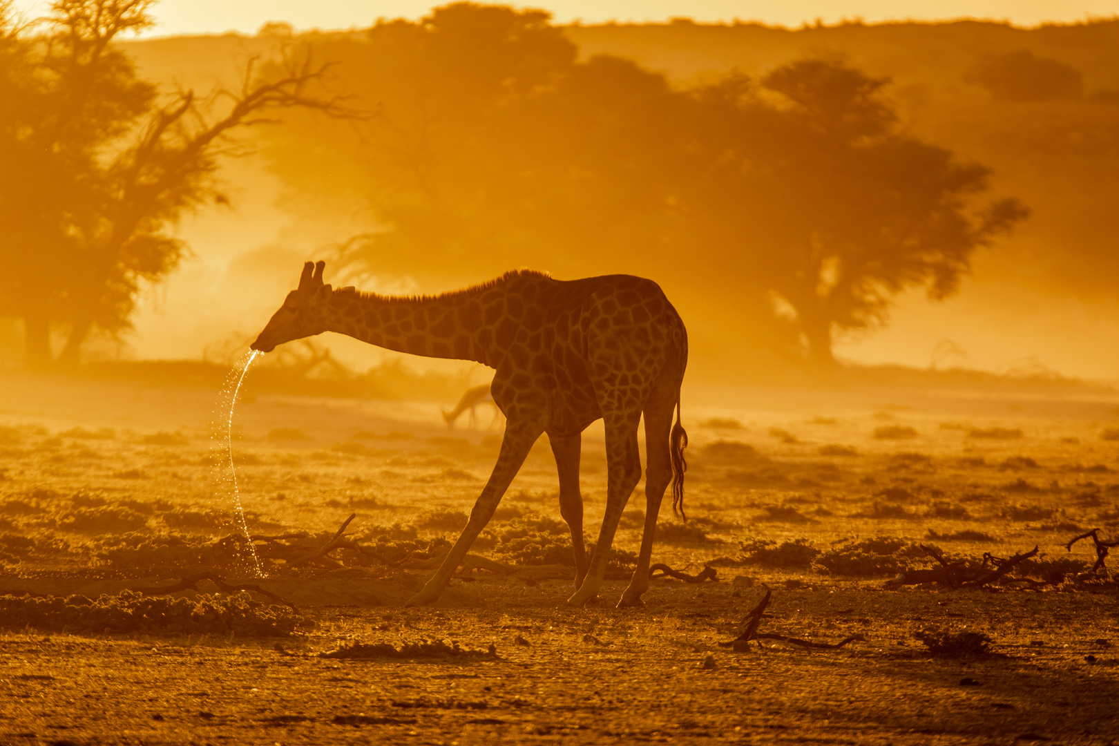 Giraffe beim Trinken am Wasserloch