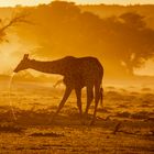 Giraffe beim Trinken am Wasserloch