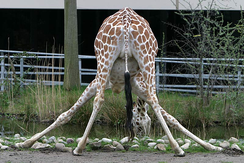 Giraffe beim Trinken ;-)