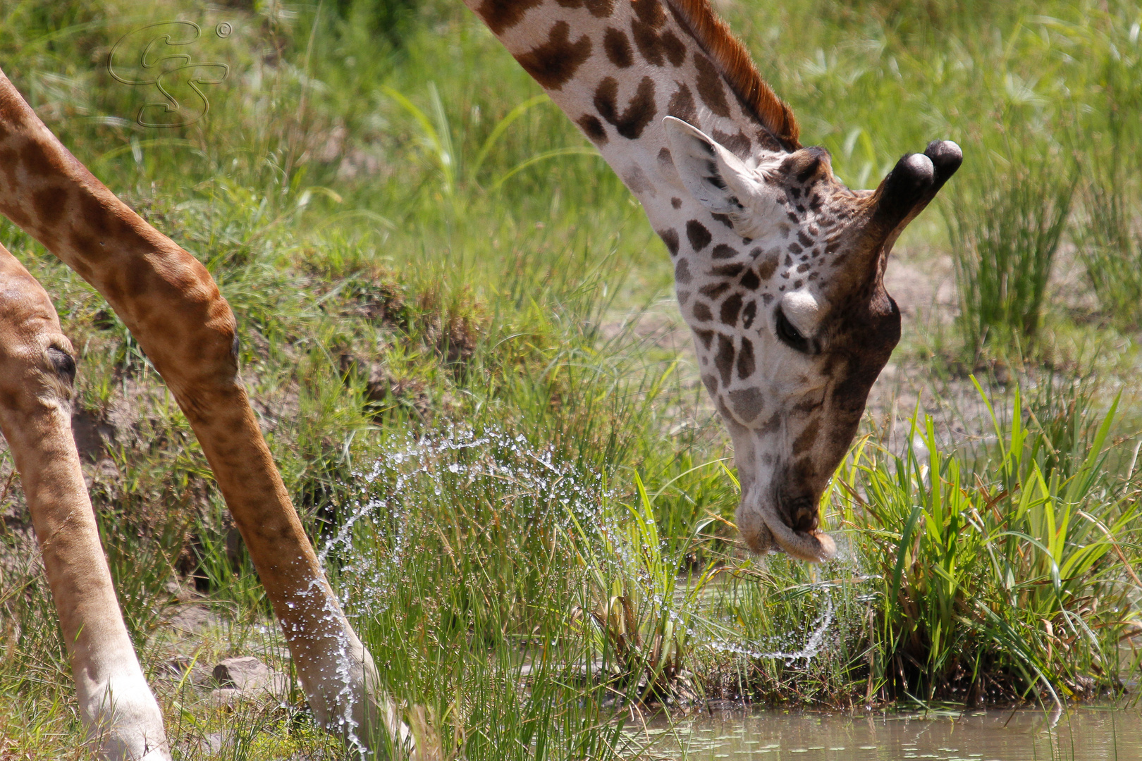 Giraffe beim Trinken