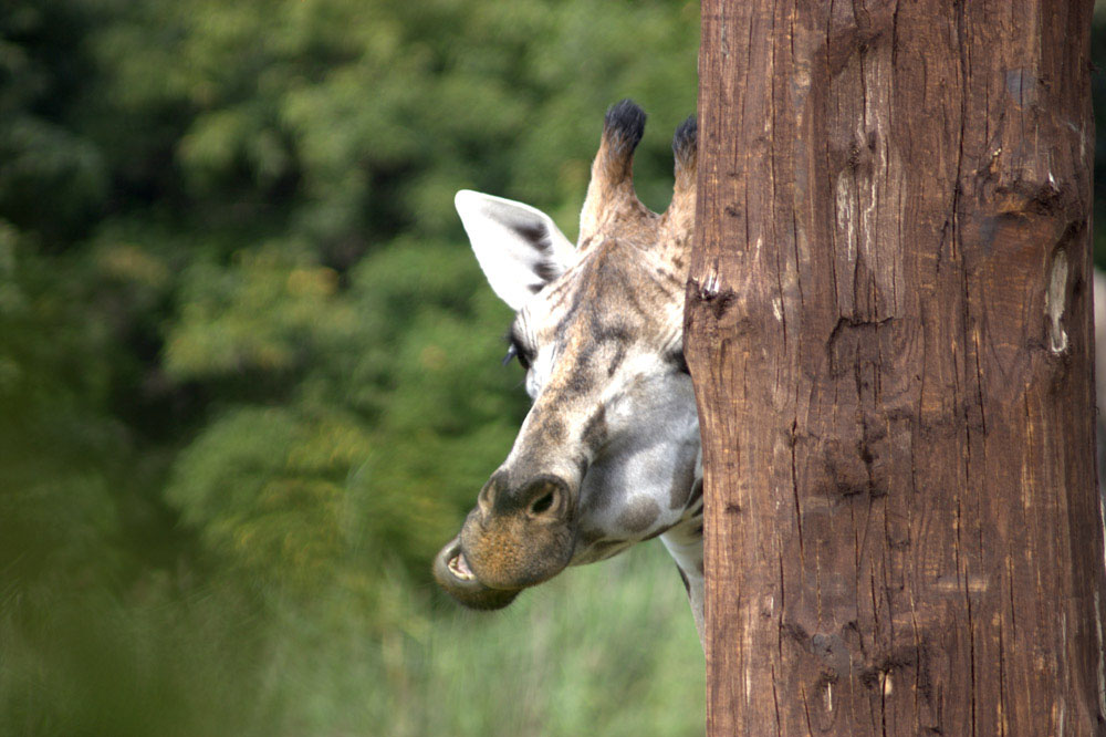 Giraffe beim Verstecken spielen
