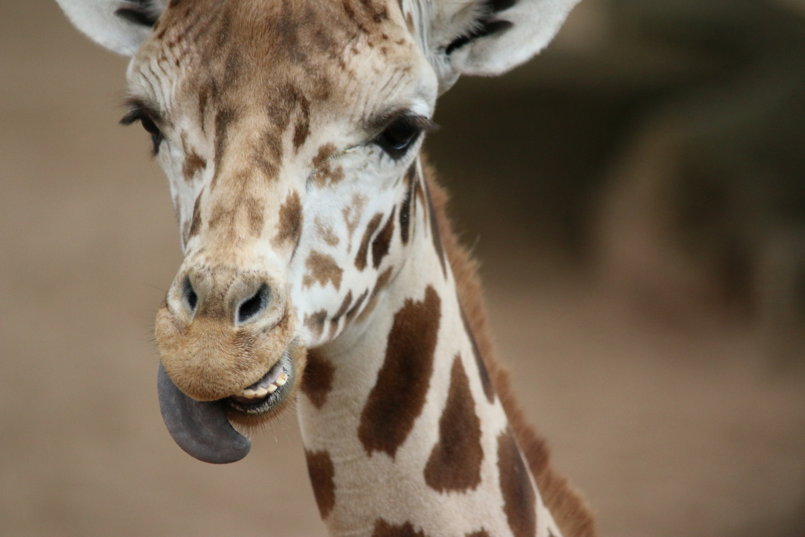 Giraffe beim Zähne putzen