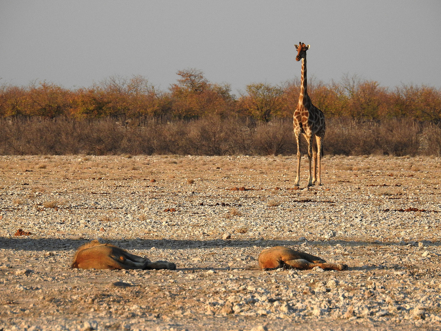 Giraffe betrachtet  ein schlafendes Löwenpaar.