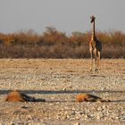 Giraffe betrachtet  ein schlafendes Löwenpaar.