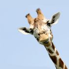 Giraffe, Bitte Lächeln :-)