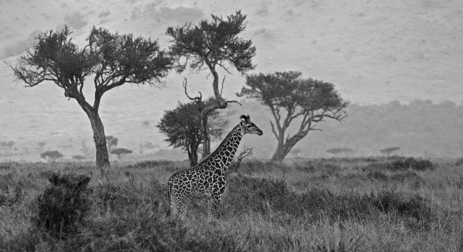 Giraffe B&W