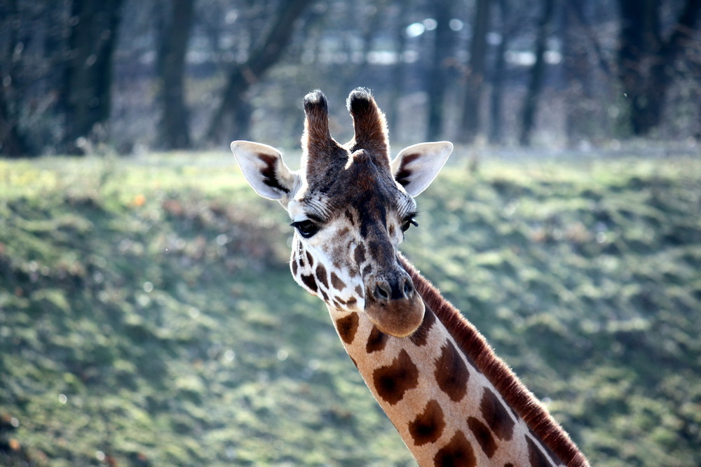 Giraffe