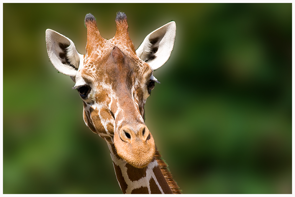 Giraffe Foto & Bild | tiere, zoo, wildpark & falknerei, säugetiere