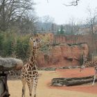 Giraffe