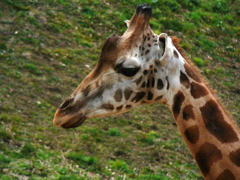 Giraffe