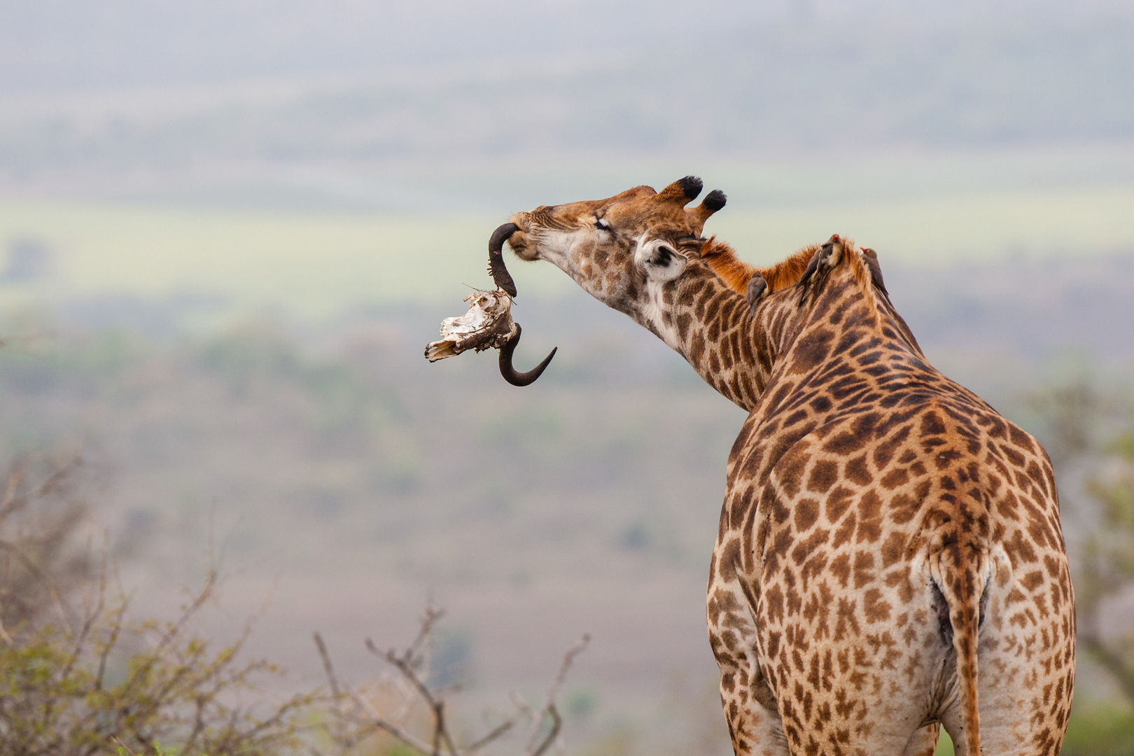 Giraffe chewing wildebeest scull