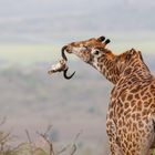 Giraffe chewing wildebeest scull