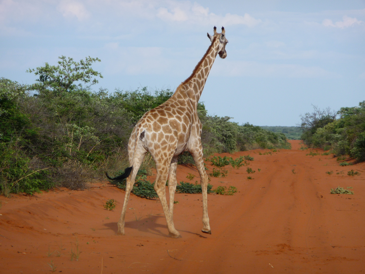 Giraffe crossing