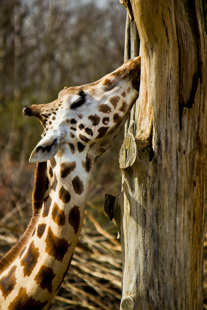 Giraffe