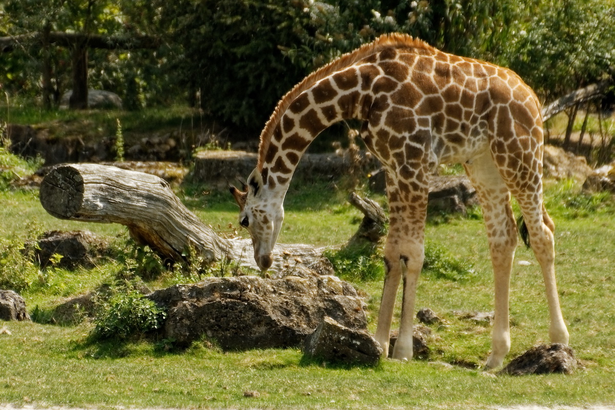 Giraffe