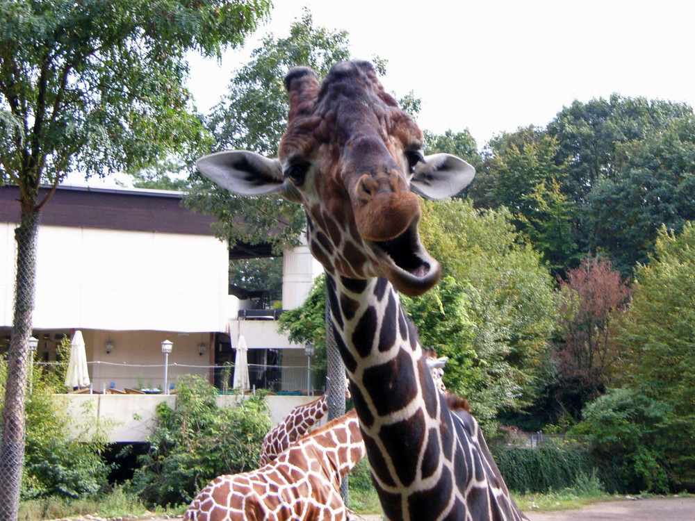 Giraffe da kuckst du! Grimasse schneiden ist modern