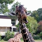 Giraffe da kuckst du! Grimasse schneiden ist modern