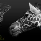 Giraffe die Basketball spielt