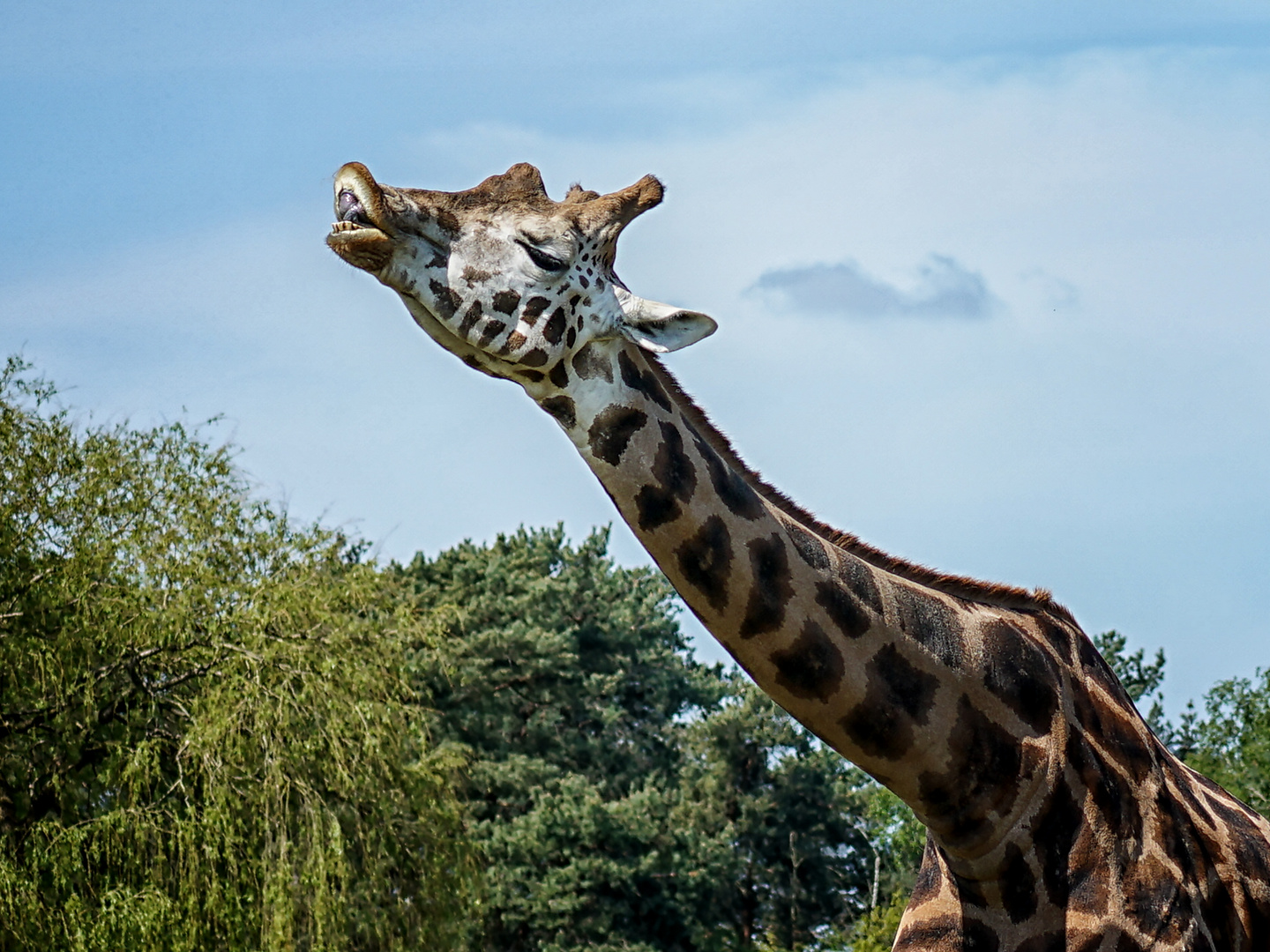 Giraffe die Zähne bleckend 