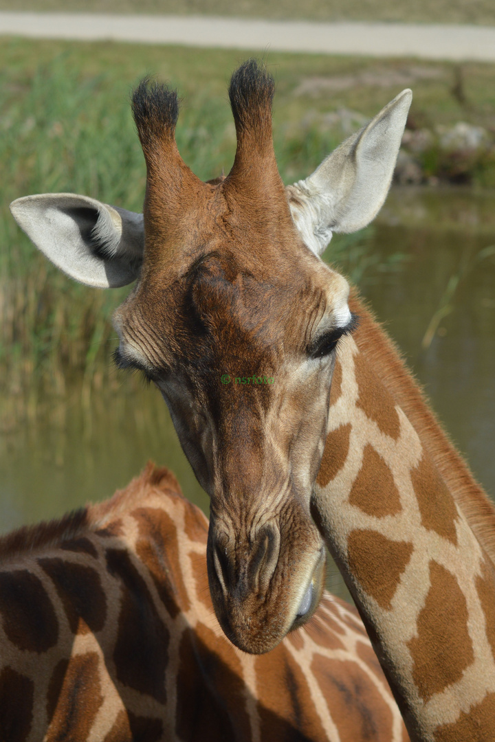 Giraffe (durch ein Busfenster fotografiert)