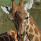 Giraffe (durch ein Busfenster fotografiert)