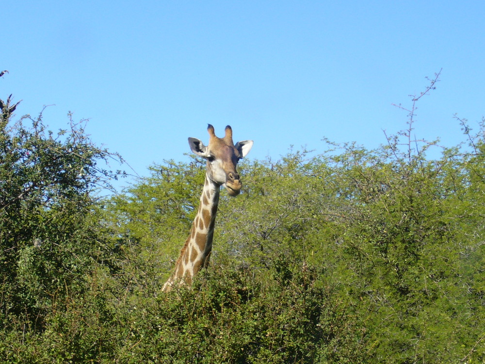 Giraffe