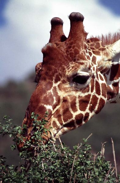 Giraffe