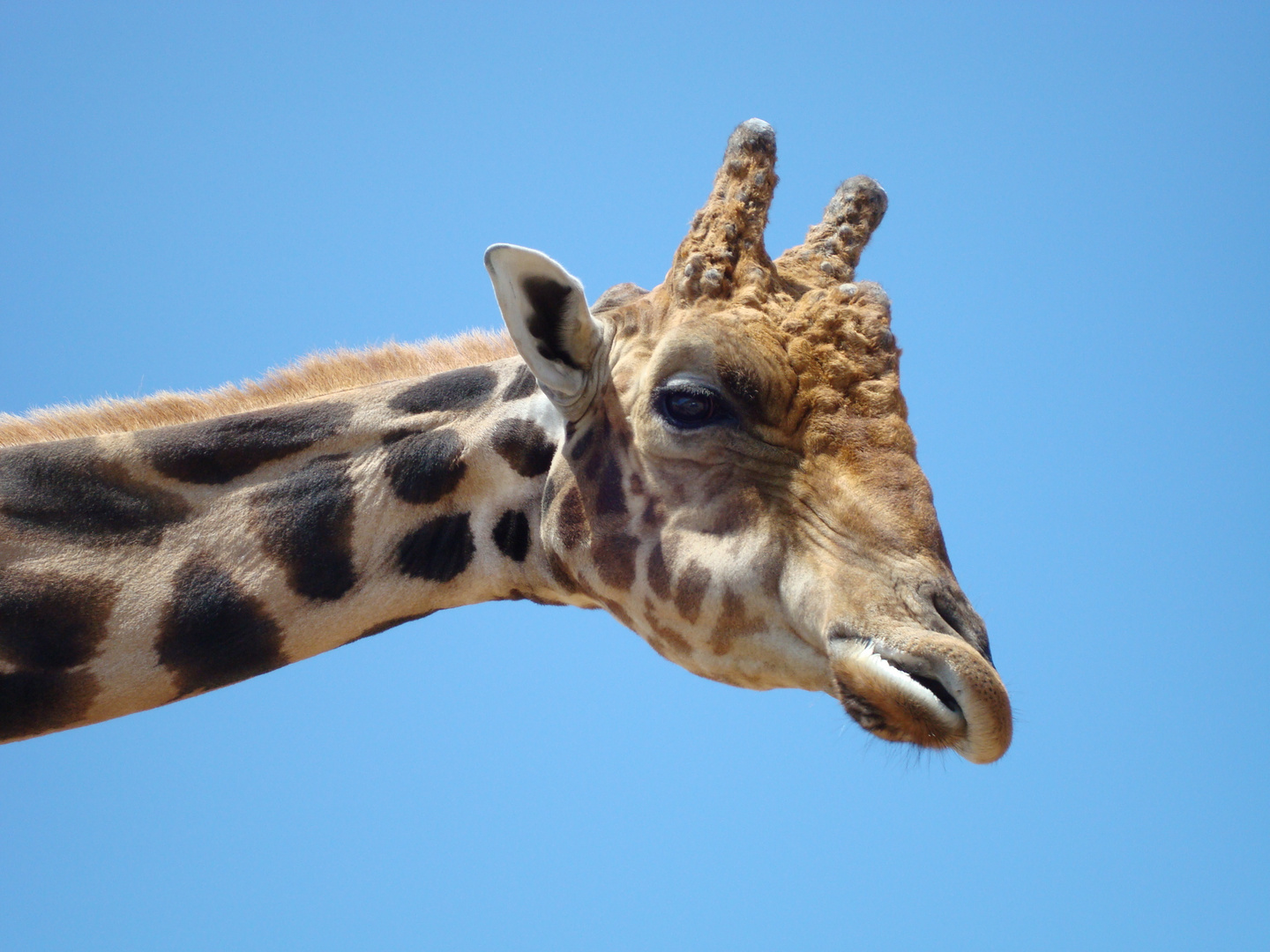 Giraffe