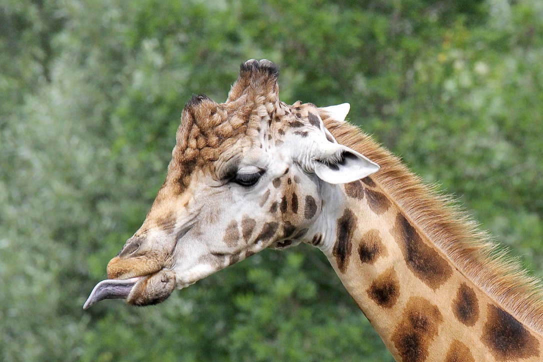 GIRAFFE