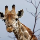 Giraffe 