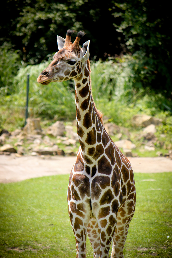 Giraffe