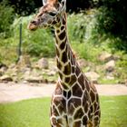 Giraffe