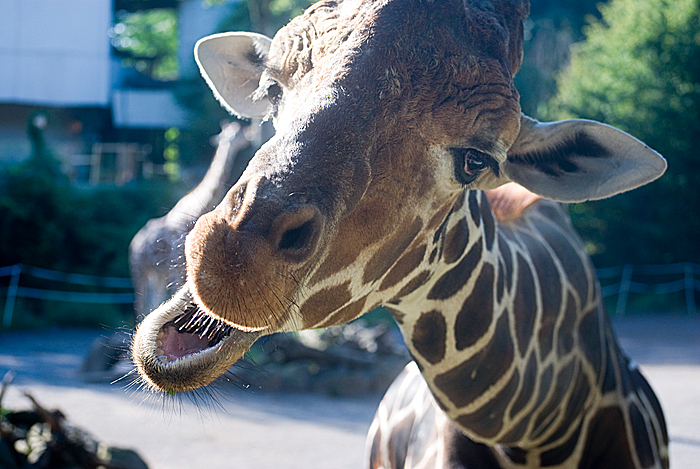 Giraffe - ein Clown vor der Kamera