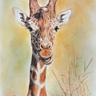 Giraffe - ein Portrait