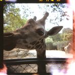 giraffe essen holga auf