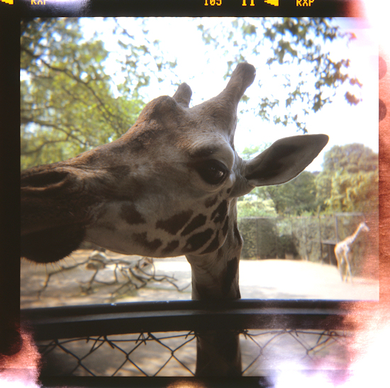 giraffe essen holga auf