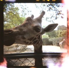 giraffe essen holga auf