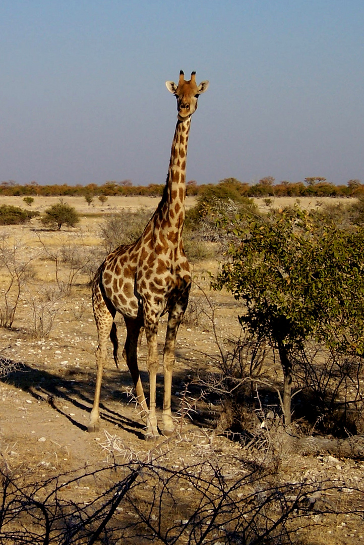 Giraffe / Etosha - Namibia