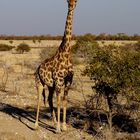 Giraffe / Etosha - Namibia