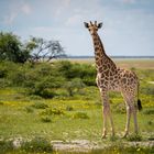 Giraffe - Etosha National Park (Namibia)