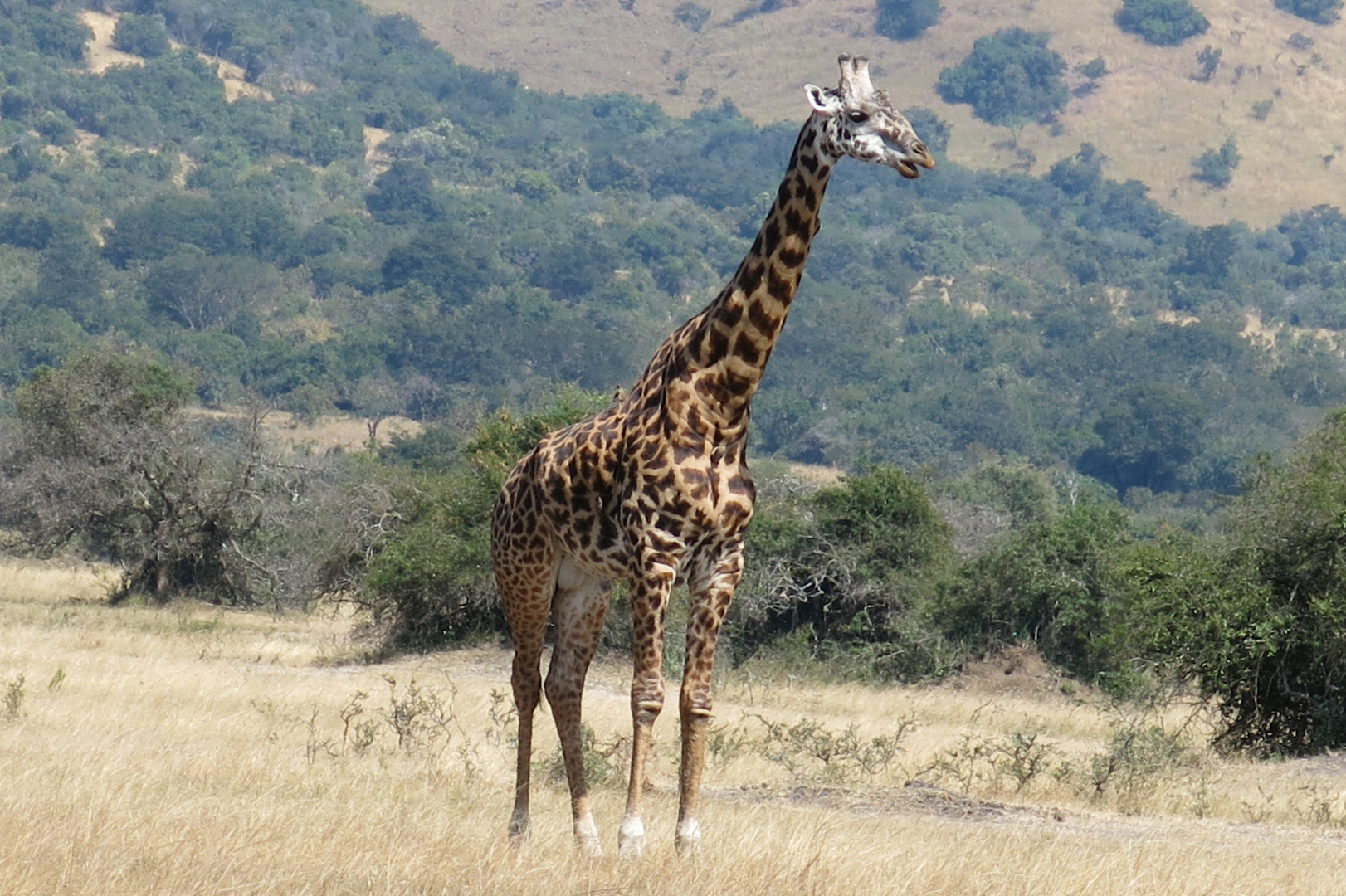 Giraffe