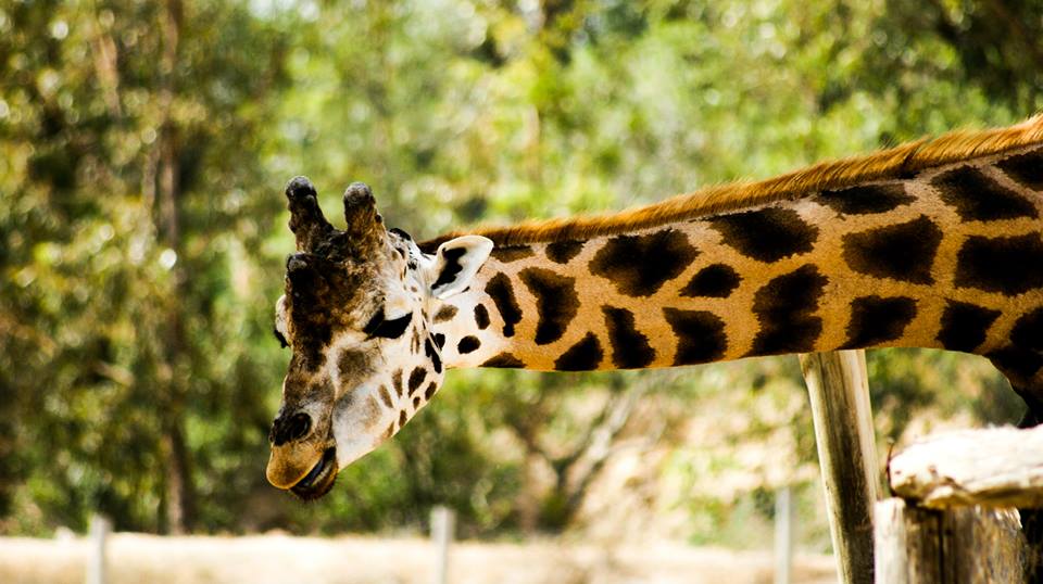 Giraffe :)