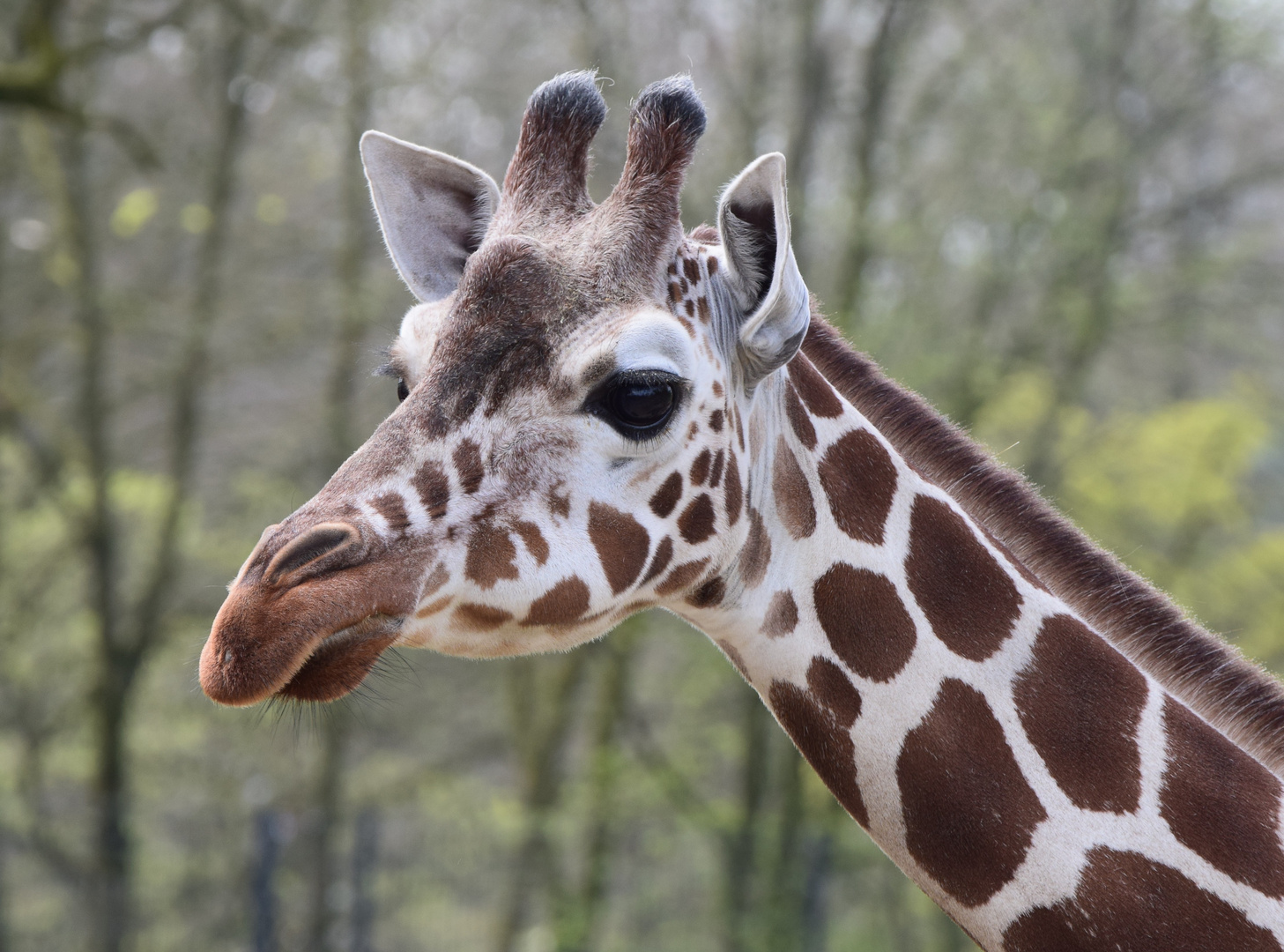 Giraffe Foto & Bild | natur, zoo, tiere Bilder auf fotocommunity