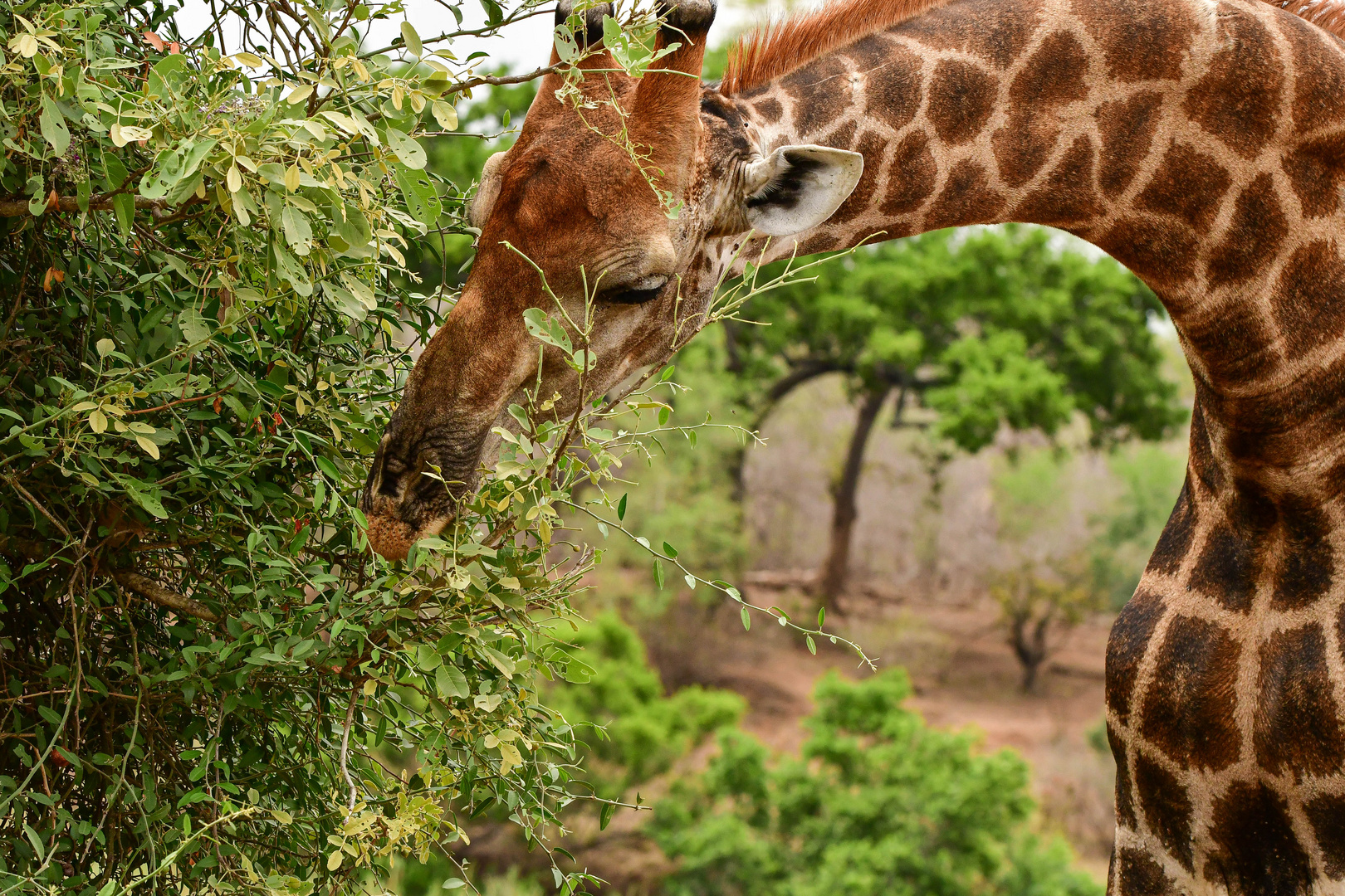 Giraffe fast auf Augenhöhe :-)