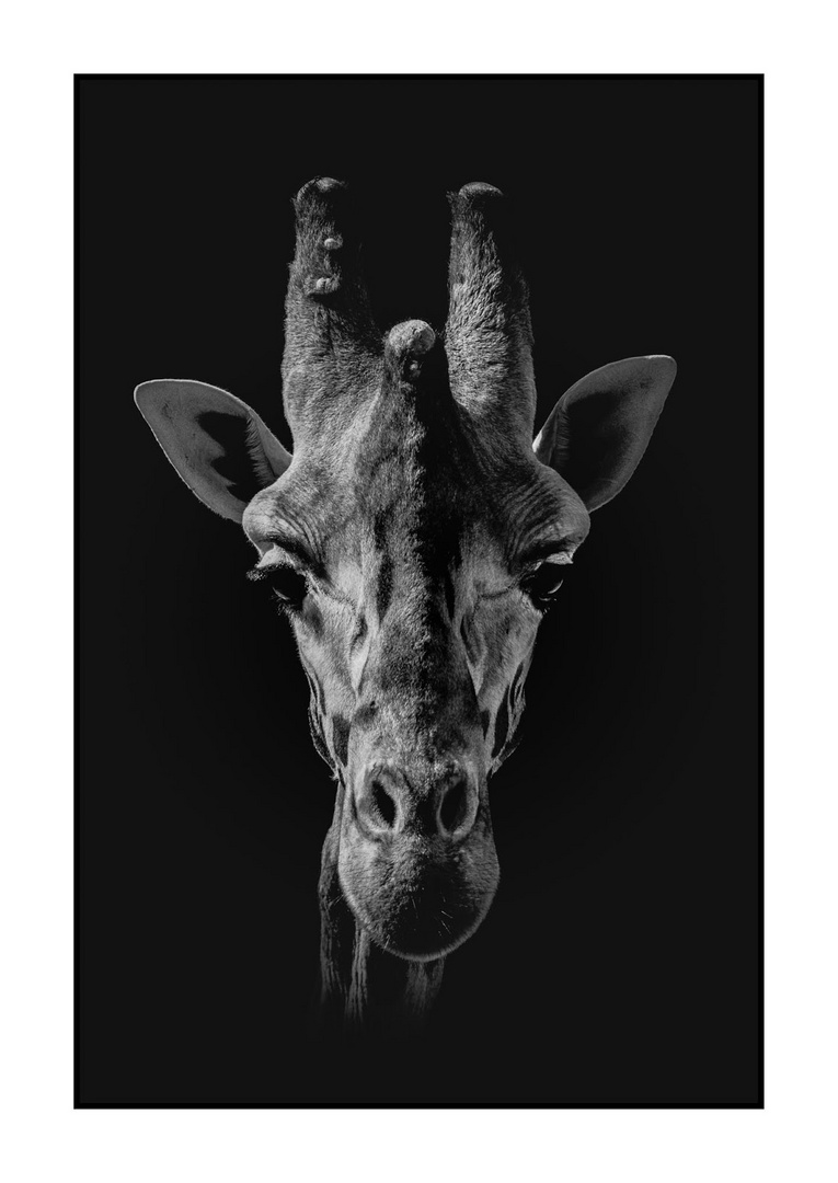 Giraffe Fine Art Photography