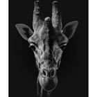 Giraffe Fine Art Photography